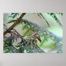 BabyHummingbird som ut klibbar dess tunga Affisch