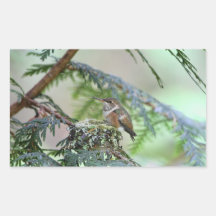 BabyHummingbird som ut klibbar dess tunga Rektangelformat Klistermärke