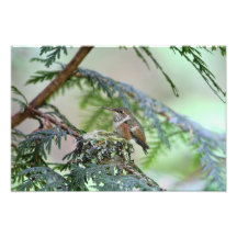 BabyHummingbird som ut klibbar dess tunga Fotontryck