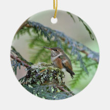 BabyHummingbird som ut klibbar dess tunga Julgranskula