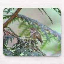 BabyHummingbird som ut klibbar dess tunga Mus Mattor