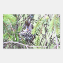 BabyHummingbirds i en bygga bo Klistermärke