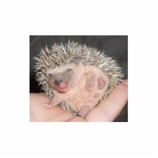 Babyigelkottskulptur Photo Cutout