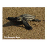 BabyLeatherbacksköldpadda Vykort
