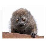 BabyLemurvykort