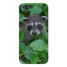 Babyraccoonen IPhone täcker