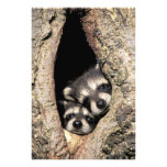 Babyraccoons i trädhålProcyon Foto