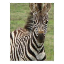 Babysebravykort