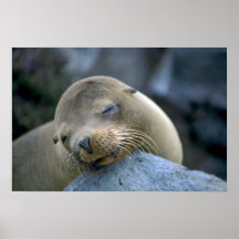 Babysjölejon, Galapagos öar Affisch