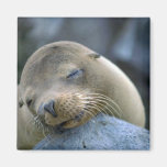 Babysjölejon, Galapagos öar Kylskåps Magneter