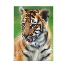 Babytiger i färg canvasdukar med gallerikvalitet