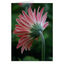 Bak av en rosa gerberdaisyblomma hälsningskort