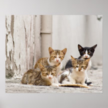 Bakgats- pojkar - behandla som ett barn katter på  posters