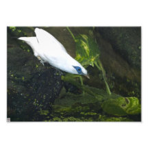 Bali Myna Konstfoto