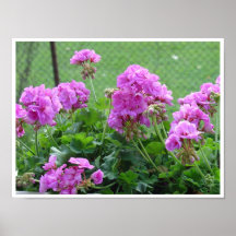 Balkongblommor Posters
