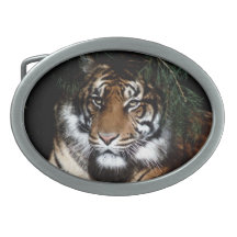 Bältet för tiger 4 spänner fast