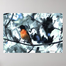 Baltimore Orioles drömm Affisch
