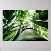 Bambu Posters