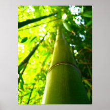 Bambu Affischer