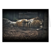 Bangel tigerkort