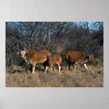 Banteng-vuxen tjur, kalv och vuxen ko affisch