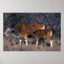 Banteng-vuxen tjur med kalven affisch
