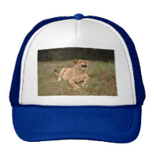 Barbary Lion-nap-004 Kepsar