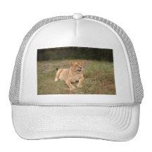 Barbary Lion-nap-009 Kepsar