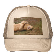 Barbary Lion-nap-022 Kepsar