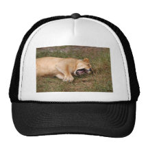 Barbary Lion-nap-024 Trucker Keps