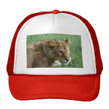 Barbary Lion-set-1-004 Baseball Hat