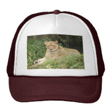 Barbary Lion-set-1-005 Baseball Hat