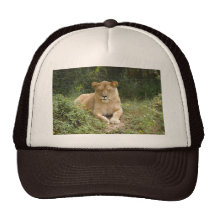 Barbary Lion-set-1-006 Mesh Kepsar