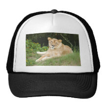 Barbary Lion-set-1-010 Kepsar