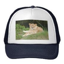Barbary Lion-set-1-011 Keps