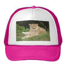 Barbary Lion-set-1-014 Baseball Hat