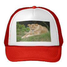 Barbary Lion-set-1-015 Trucker Keps