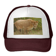 Barbary Lion-set-1-016 Baseball Hat