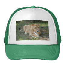 Barbary Lion-toy-006 Keps