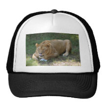 Barbary Lion-toy-015 Baseball Hat