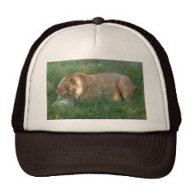 Barbary Lion-toy-022 Kepsar