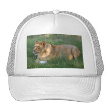 Barbary Lion-toy-023 Trucker Keps