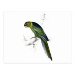 Barnards Parrakeet av Edward Lear Vykort
