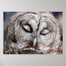 Bashful gallerförsedd Owlaffisch