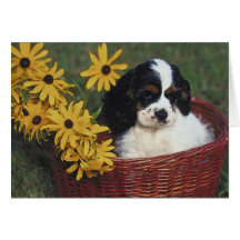 Basket för blomma för cockerspanielSpanielvalp Hälsnings Kort
