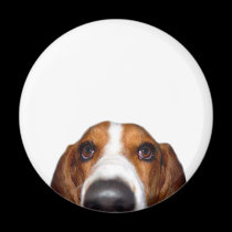 Bassethund i ditt ansikte magneter
