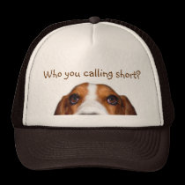 Bassethund som in kikar kepsar