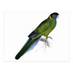 Bauers Parrakeet av Edward Lear Vykort