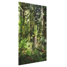 BC foto II för Rainforestvildmarknatur Canvasduk Med Gallerikvalitet