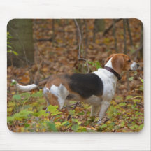 Beagle i skogen musmatta